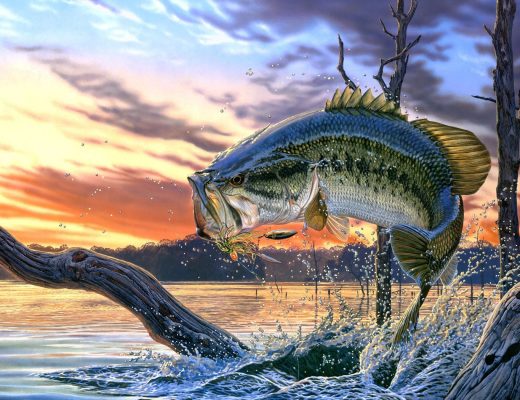 Bass Fishing Tips