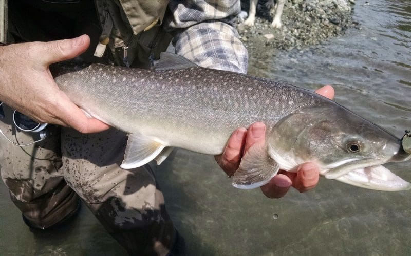 Trout Fishing Tips - Exclusive tips on how to Catch Them! 1 Trout Fishing Tips - How to catch a big trout