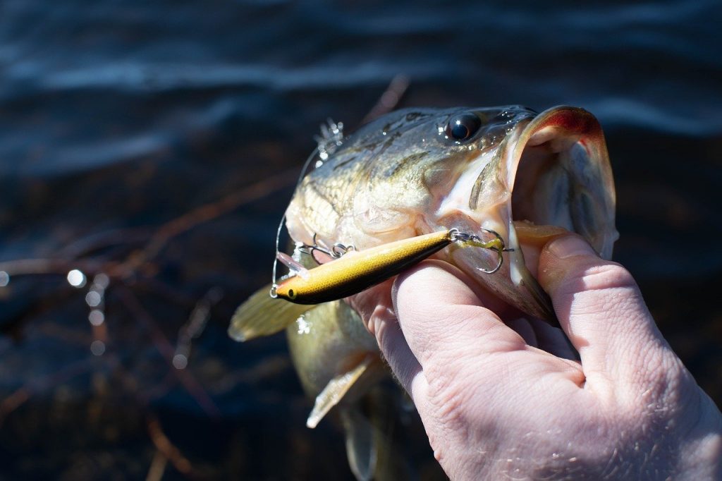 9 Bass Fishing Tips For Beginners