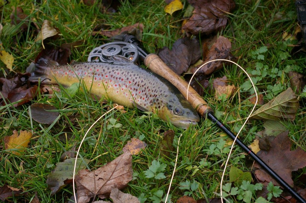 best trout spinning rod